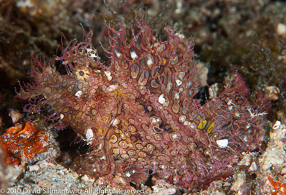 20100514_anilao_0041