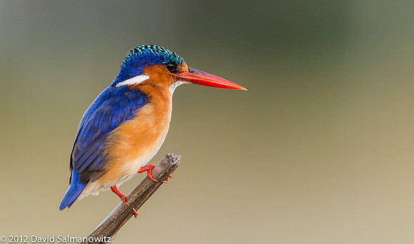 20120517_botswana_0687