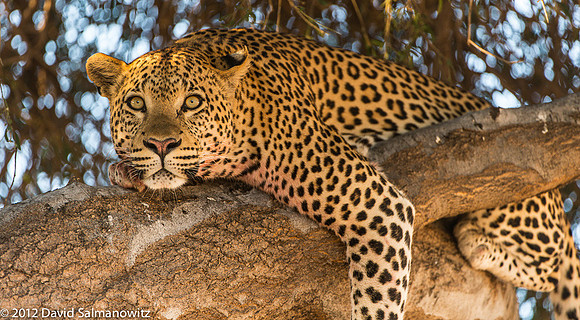 20120521_botswana_0114