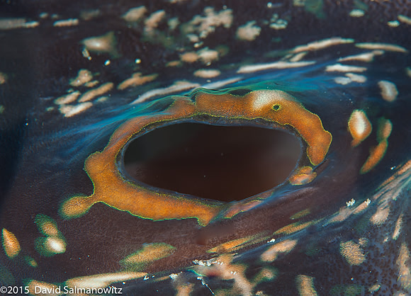 Solomons-4.jpg