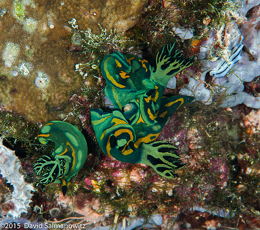 Solomons-22.jpg